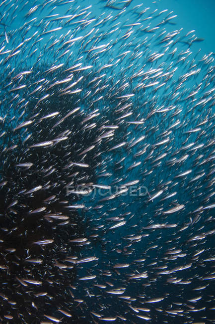 Рыба на кораблекрушении Синкоку Мару — стоковое фото