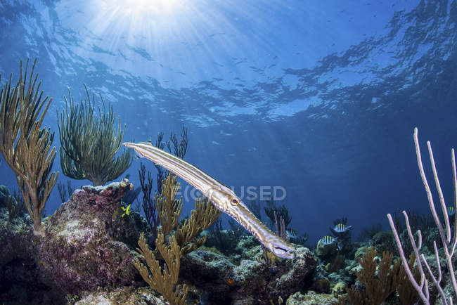 Trompetenfisch schwimmt über Riff — Stockfoto