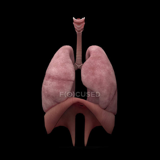 Rendering 3D di polmoni umani su sfondo nero — Foto stock