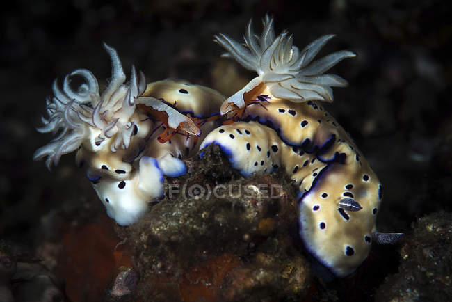 Hypselodoris nudibranchs carregando camarões imperador — Fotografia de Stock