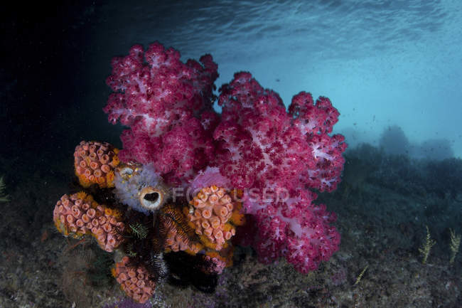 Soft coral colonies growing on reef — Stock Photo