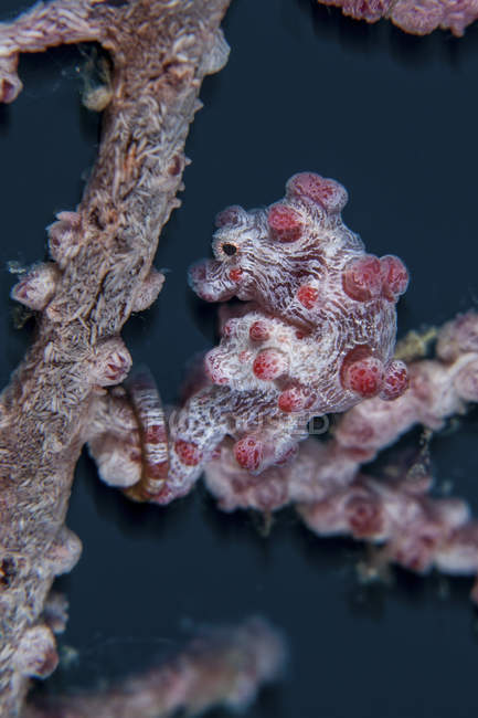 Pygmée hippocampe mimétisme hôte gorgone — Photo de stock
