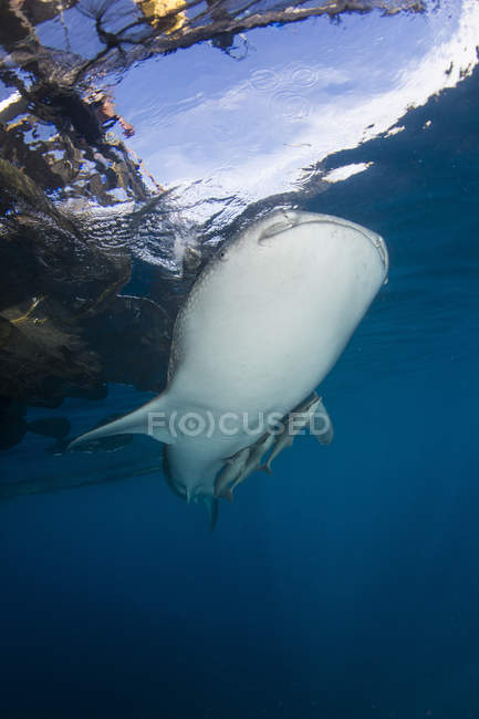 Squalo balena che nuota sotto le reti — Foto stock