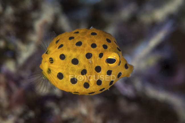Juvenile yellow boxfish closeup shot — Stock Photo
