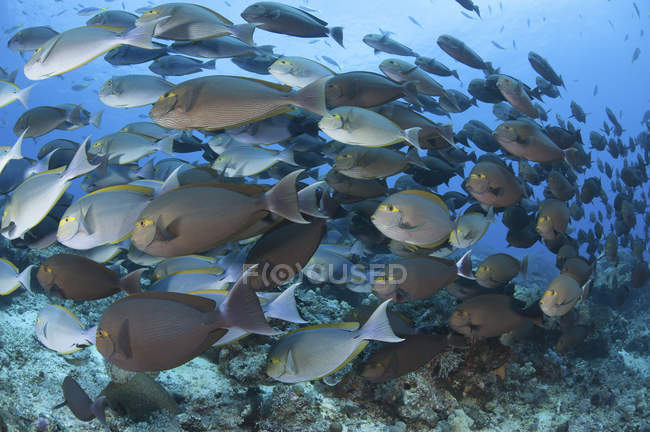 Escola de yellowmask cirurgionfish — Fotografia de Stock