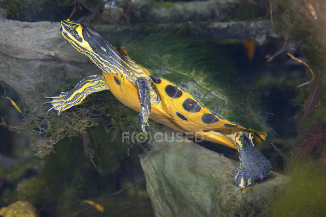 Mappa tartaruga con muschio sul guscio — Foto stock