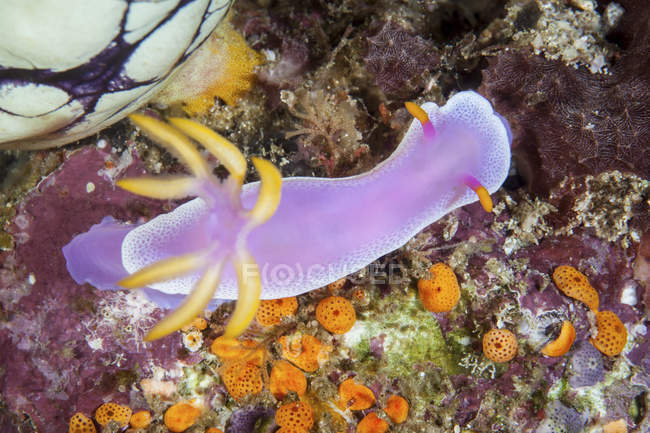 Hypselodoris bullocki nudibranch rastejando no recife — Fotografia de Stock