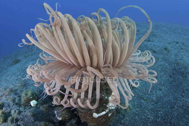 Anêmona tubo no fundo do mar arenoso — Fotografia de Stock