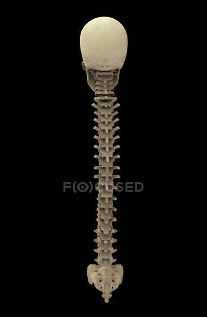 Rendu 3D de la colonne vertébrale humaine sur fond noir — Photo de stock
