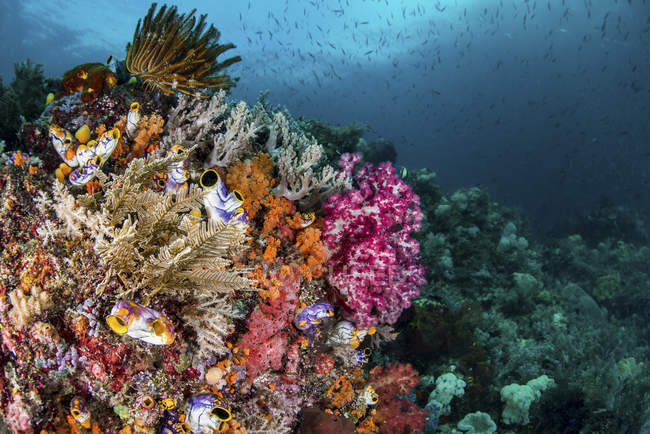 Recife de coral colorido com peixes — Fotografia de Stock