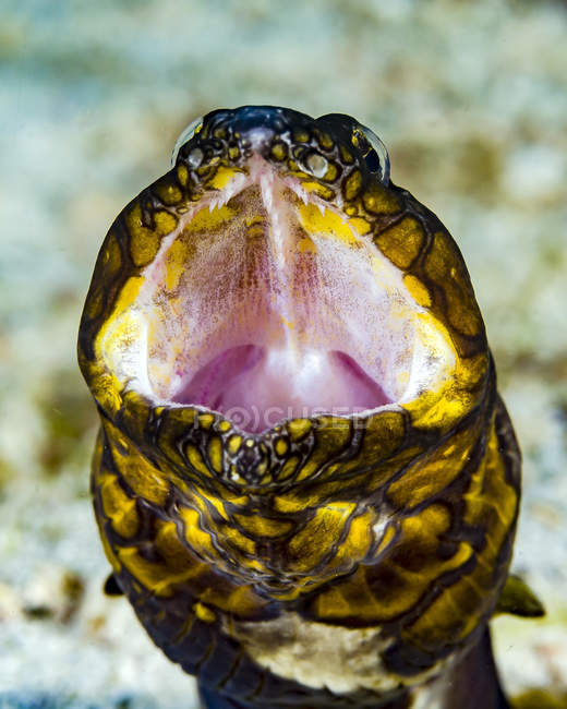 Yawning napoleon snake eel — Stock Photo