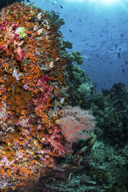 Corales blandos y peces en el arrecife - foto de stock