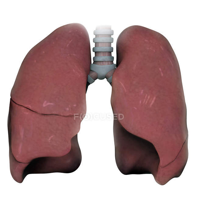 Representación 3D de los pulmones humanos derecho e izquierdo - foto de stock