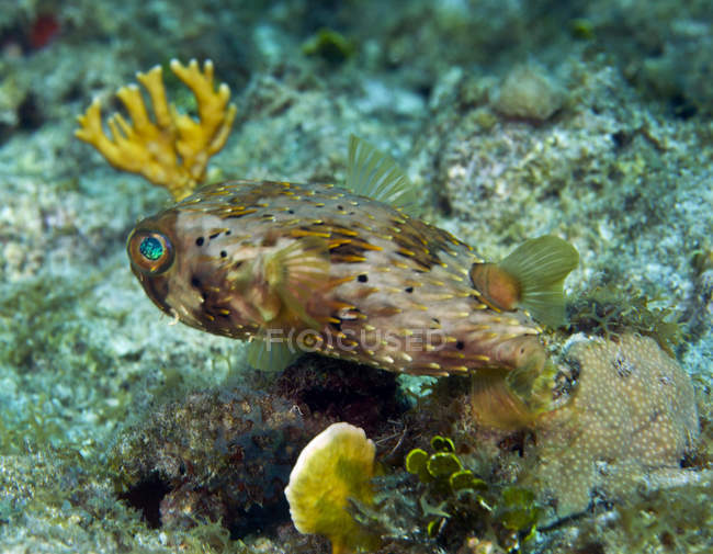 Длиннохвостый дикобраз плавает над рифом — стоковое фото