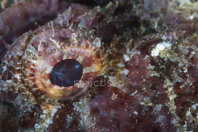 Scorpionfish eye closeup shot — Stock Photo