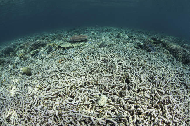 Arrecife de coral destruido - foto de stock