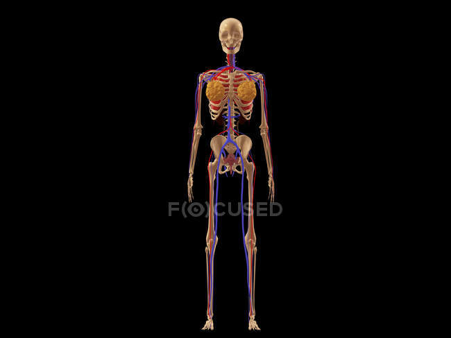 Медицинская иллюстрация женского скелета с венами и артериями — стоковое фото