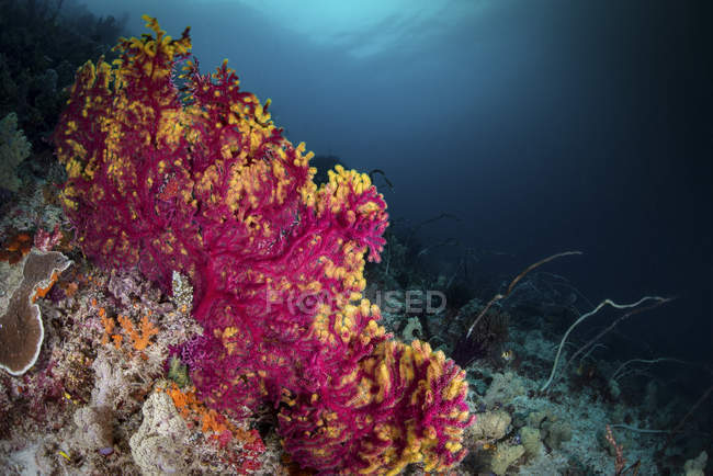 Розовый и желтый веер на рифе — стоковое фото