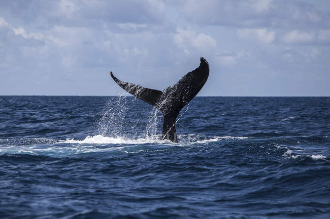Buckelwal mit massivem Schwanz über Wasser — Stockfoto
