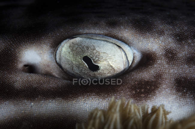 Coral catshark eye closeup shot — Stock Photo