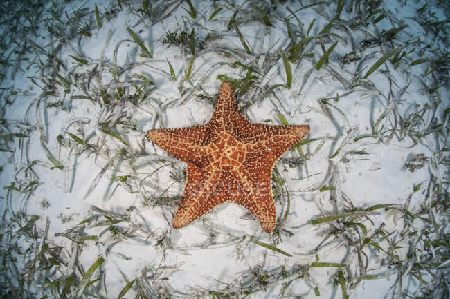 Вест-Індії Морська зірка на піщаному морським дном — стокове фото
