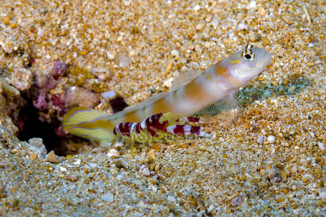 Flagtail shrimp goby with Randall shrimp — Stock Photo