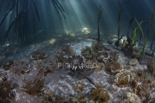 Kopfüber auf dem Meeresboden liegende Quallen — Stockfoto