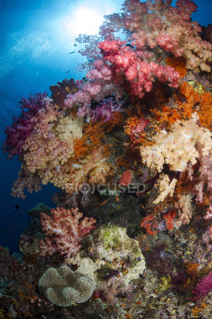 Corais macios em Raja Ampat — Fotografia de Stock