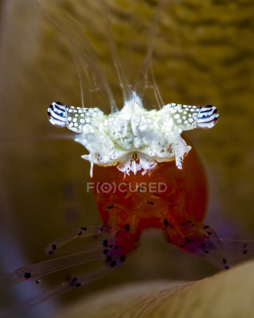 Camarão de coral de cogumelos — Fotografia de Stock