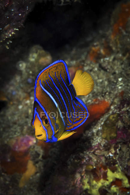 Rei juvenil angelfish — Fotografia de Stock