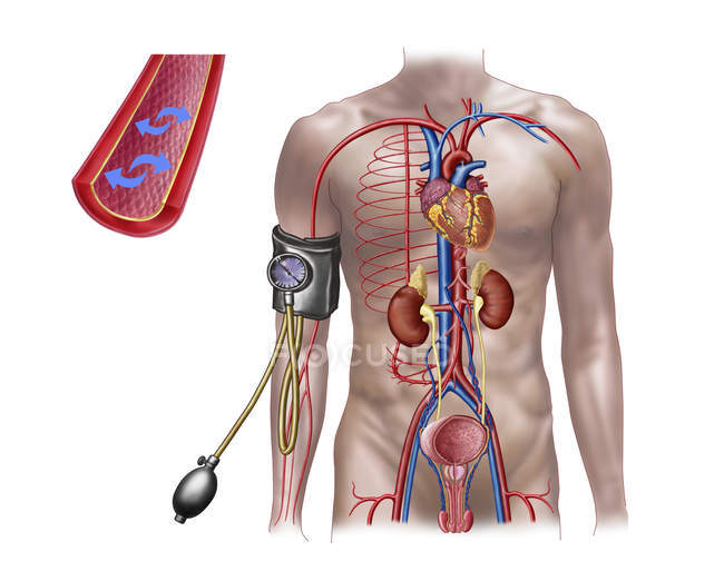 Pressão arterial e sistema circulatório — Fotografia de Stock