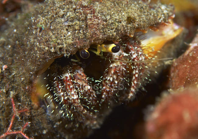 Crabe ermite à pattes poilues émergeant de la coquille — Photo de stock