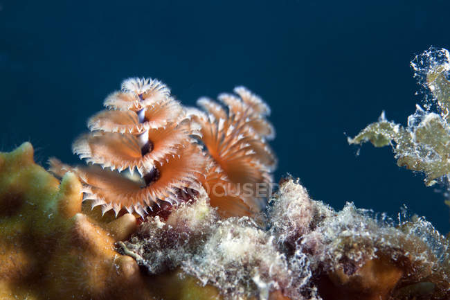 Verme dell'albero di Natale sulla barriera corallina — Foto stock