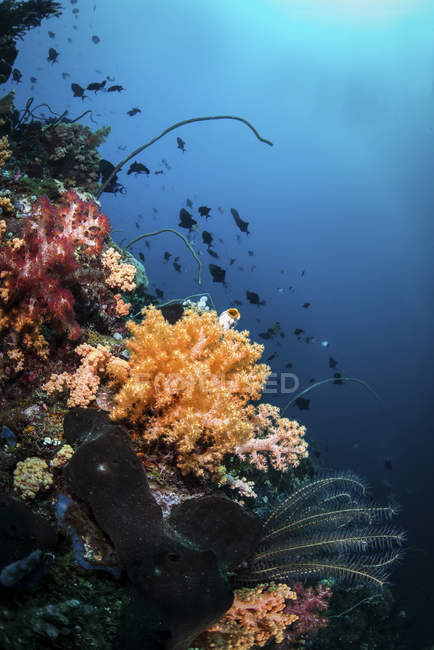Corales blandos y peces en los arrecifes de coral - foto de stock