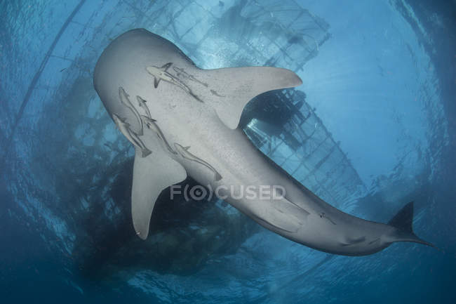 Requin baleine avec remords — Photo de stock