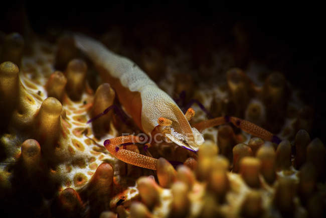Imperador camarão no mar Pepino — Fotografia de Stock