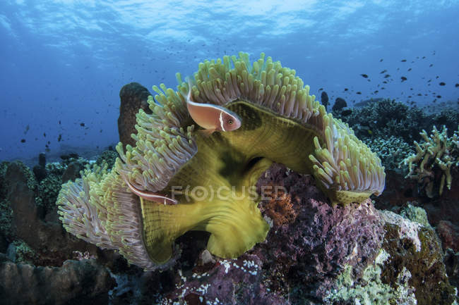 Pesce pagliaccio rosa che nuota sopra l'anemone — Foto stock