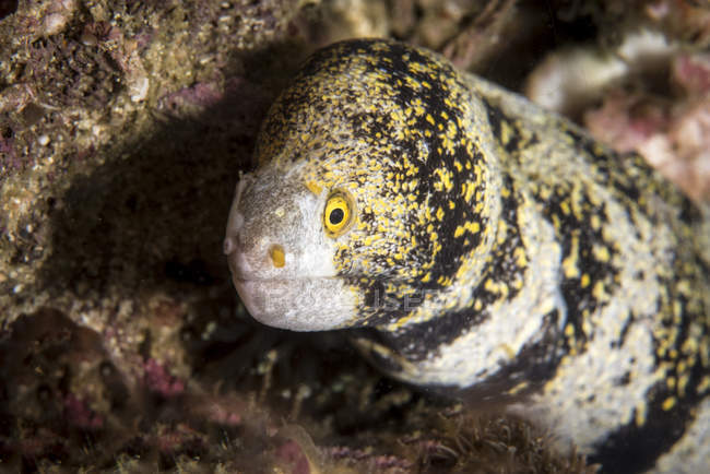 Snowflake moray eel — Stock Photo