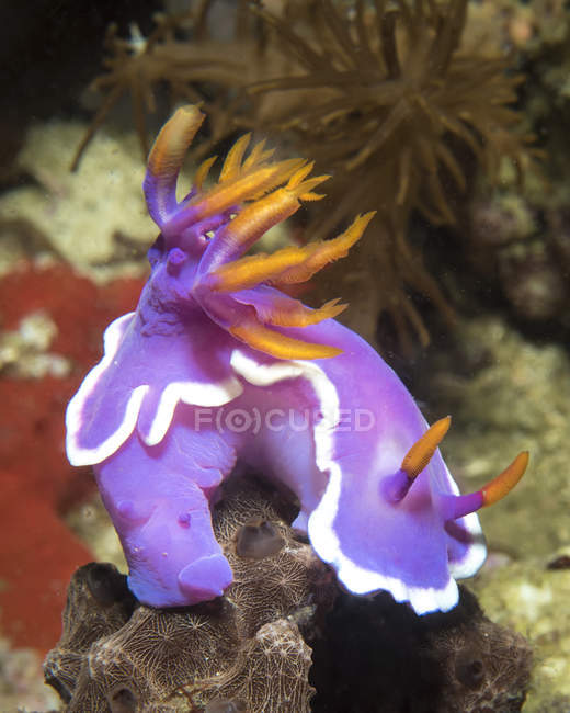 Hypselodoris sp nudibranches closeup shot — Stock Photo