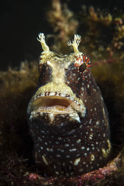 Starry blenny looking out of bottle — Stock Photo