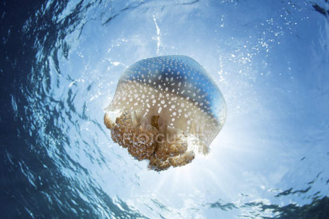 Белопятнистая медуза возле Малых островов Сунда — стоковое фото