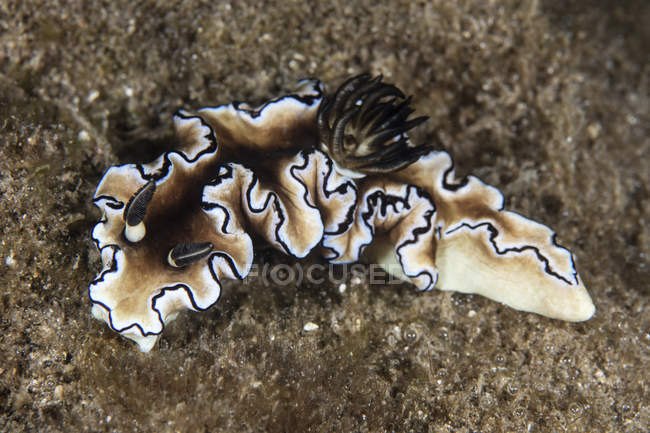 Doriprismatica Atromarginata nudibranche — Photo de stock