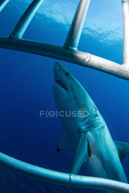 Grande tubarão branco perto da ilha de Guadalupe — Fotografia de Stock