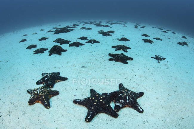 Seesterne bedecken sandigen Meeresboden in der Nähe der Kokosinsel Costa Rica — Stockfoto