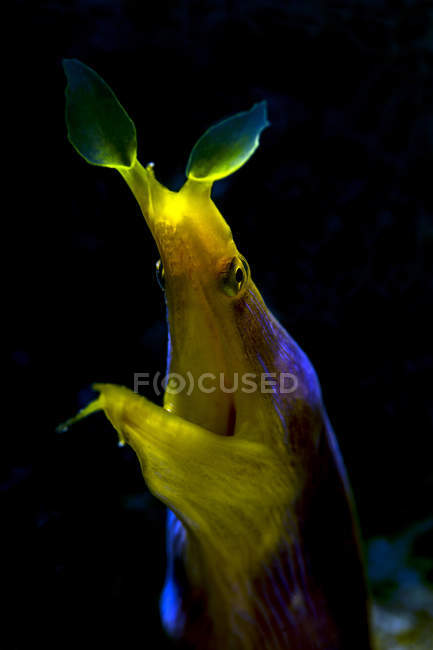 Captura de cabeça de enguia de fita masculina — Fotografia de Stock