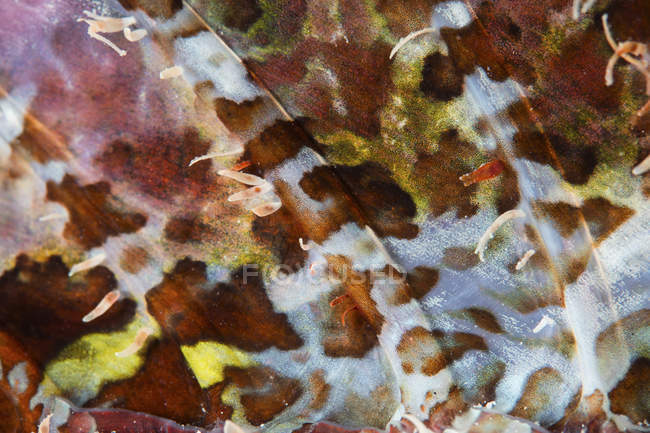 Nageoire dorsale colorée de scorpionfish — Photo de stock