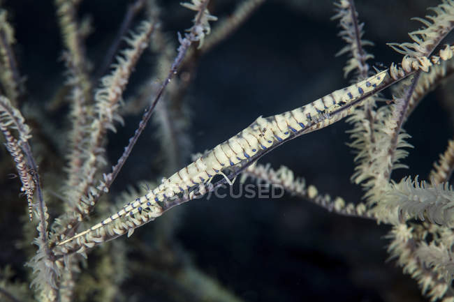 Gamberetti tozeuma su ramo di corallo — Foto stock