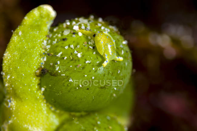 Juvénile oxynoe sapsucking limace — Photo de stock