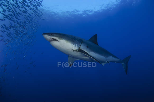 Female great white with remora — Stock Photo