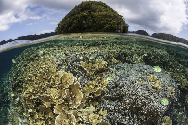 Reef-building corals in Palau lagoon — Stock Photo